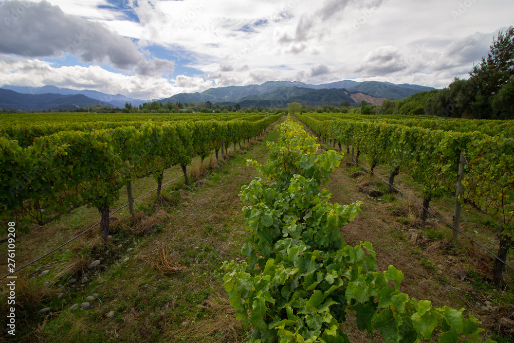 Fototapeta premium White grapes Sauvignon Blanc on a winefarm in New-Zealand Marlborough