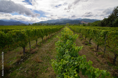 White grapes Sauvignon Blanc on a winefarm in New-Zealand Marlborough photo