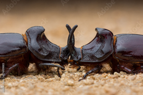 european rhinoceros beetle, oryctes nasicornis.