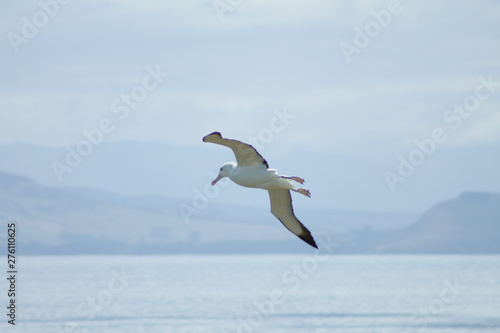 Royal Albatross flying around above the seaside