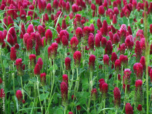 Inkarnat-Klee, botany name Trifolium incarnatum, dark red clover used as fodder, flowering field © shalom3