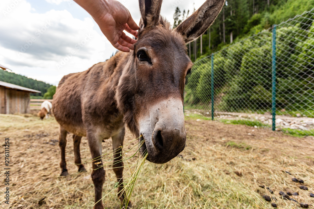 close-up of a donkey in a contact park close-up of a donkey in a contact park
