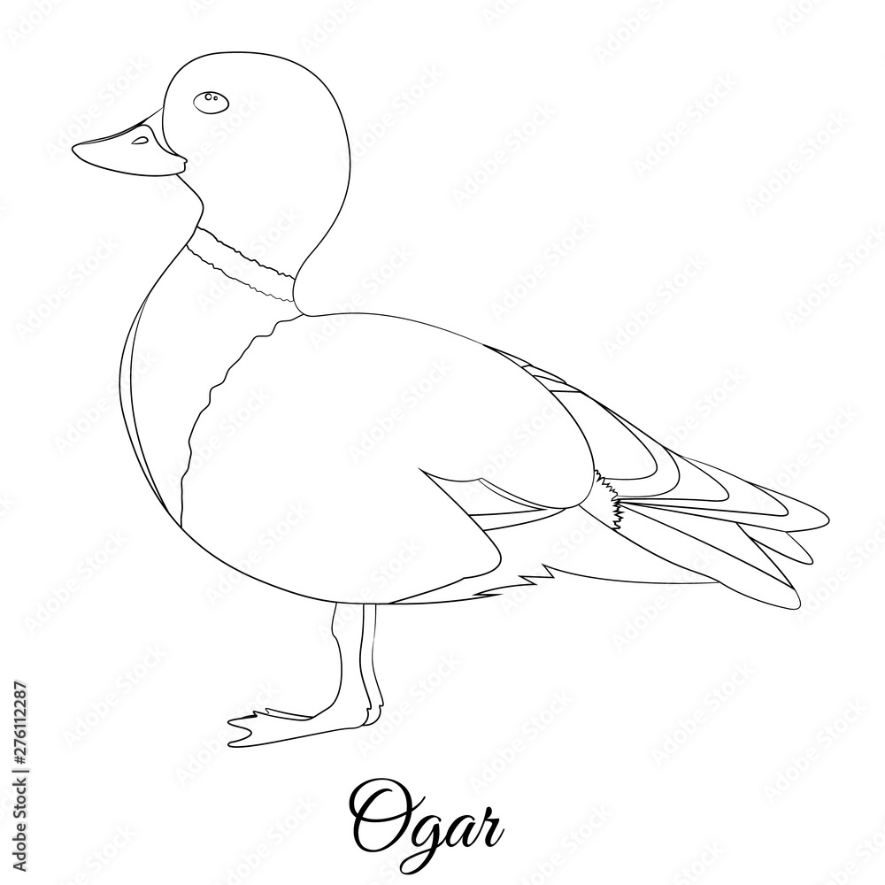 Obraz premium Ogar bird cartoon coloring vector illustration