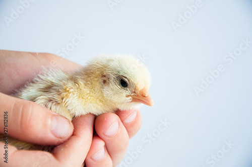 little yellow chicken in hand. On a white background