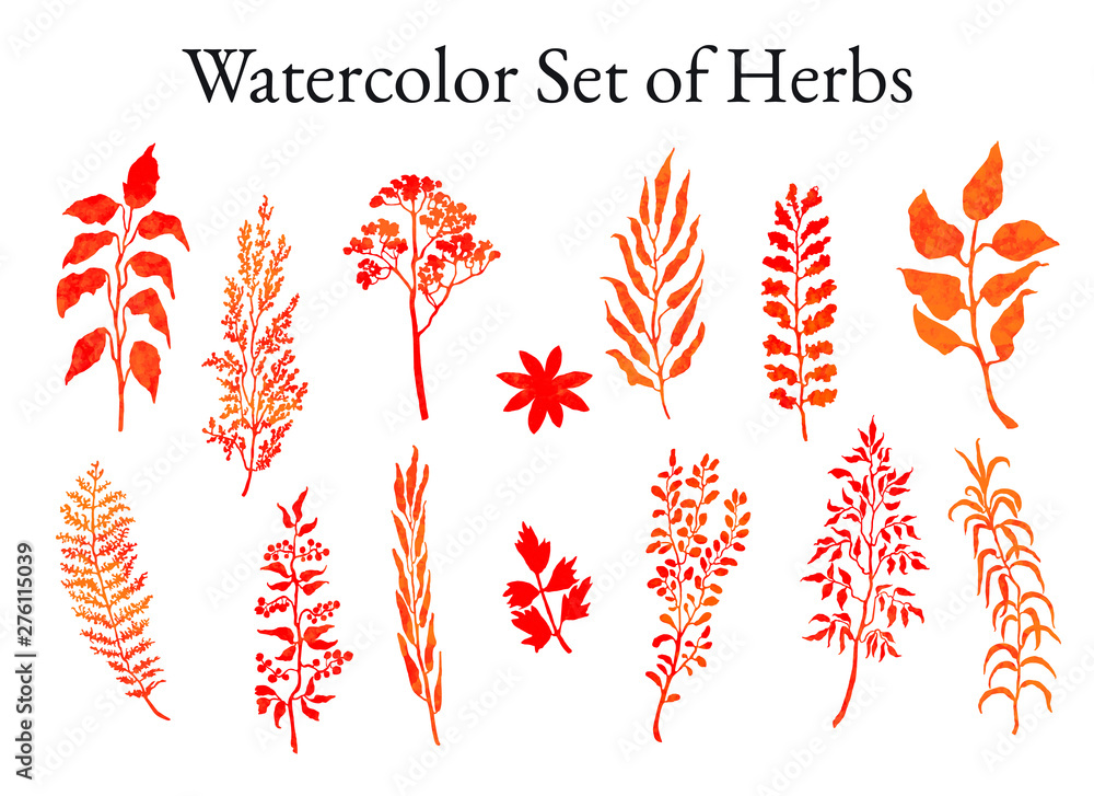 Vector colorful illustration set of herbs, plants and flowers. Hand drawn graphic sketches for you design