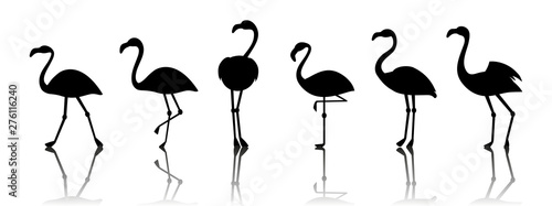 Black vector flamingo silhouettes isolated on white background. Flamingo bird animal exotic illustration