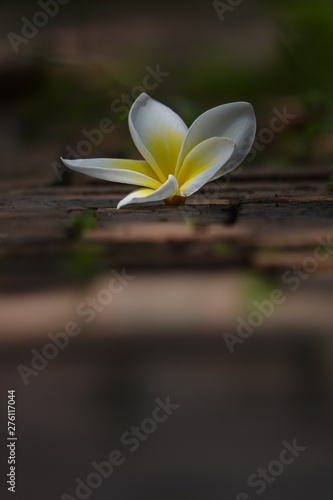 blooming plumeria flower