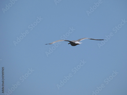 Gaviotas volando y surcando el cielo azul con el fondo del azul mar mediterráneo © Jorge
