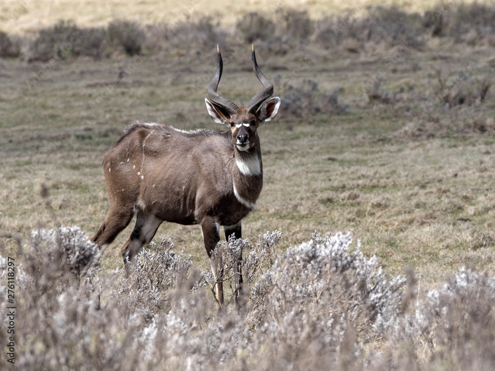 Fototapeta premium Very rare Mountain nyala, Tragelaphus buxtoni, is a large antelope, lives only in a small area of Bale National Park, Ethiopia
