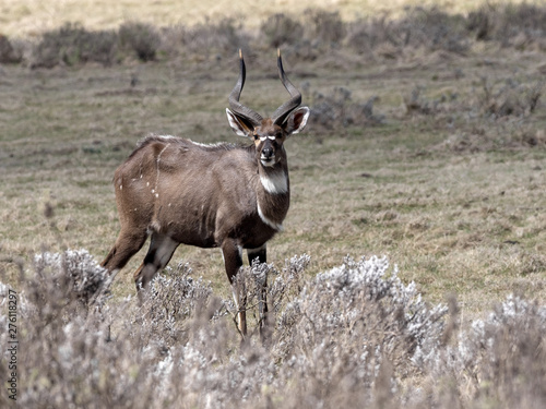 Very rare Mountain nyala  Tragelaphus buxtoni  is a large antelope  lives only in a small area of Bale National Park  Ethiopia