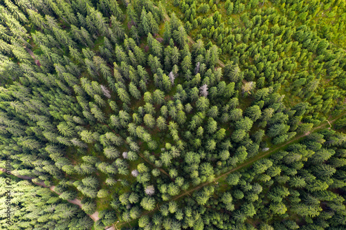 Fresh pine forest drone view.