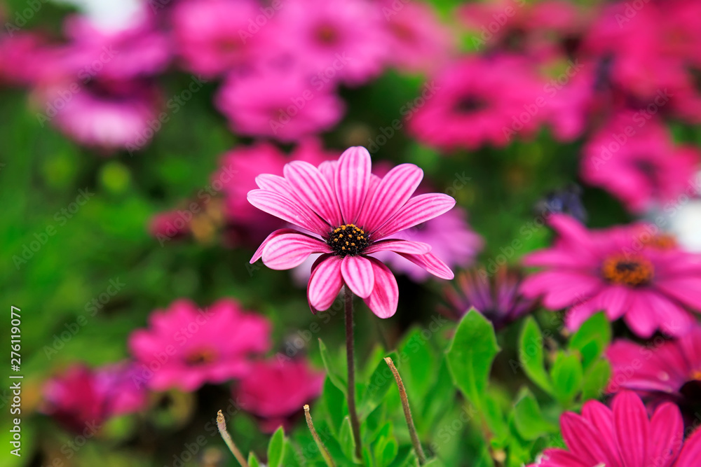Obraz premium Marigold in full bloom