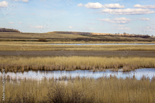 spring valley with dry yellow reeds  grass  trees and rivers with lakes under a blue sky with clouds