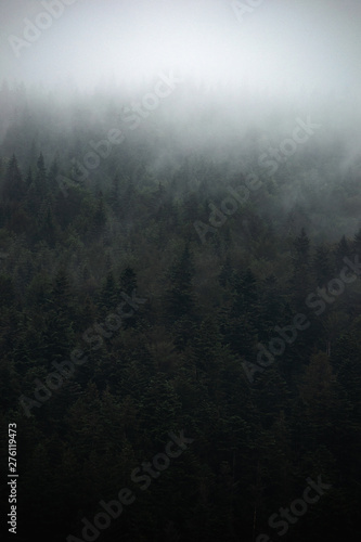 Misty landscape with fir forest in hipster vintage retro style © Tomas