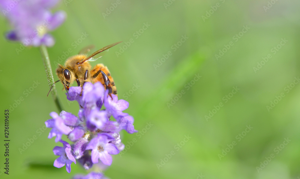 close on a honey bee on a lavender flower on green background close on a honey bee on a lavender flower on green background