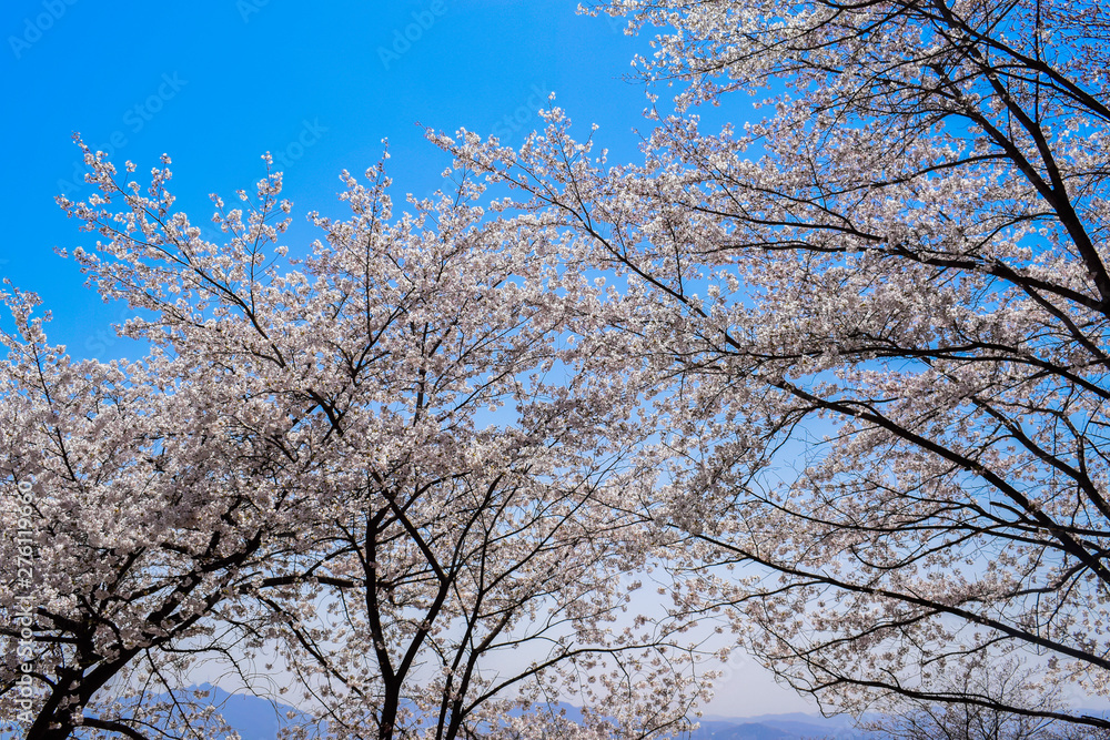 sakura sakura