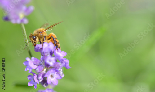close on a honey bee on a lavender flower on green background © coco