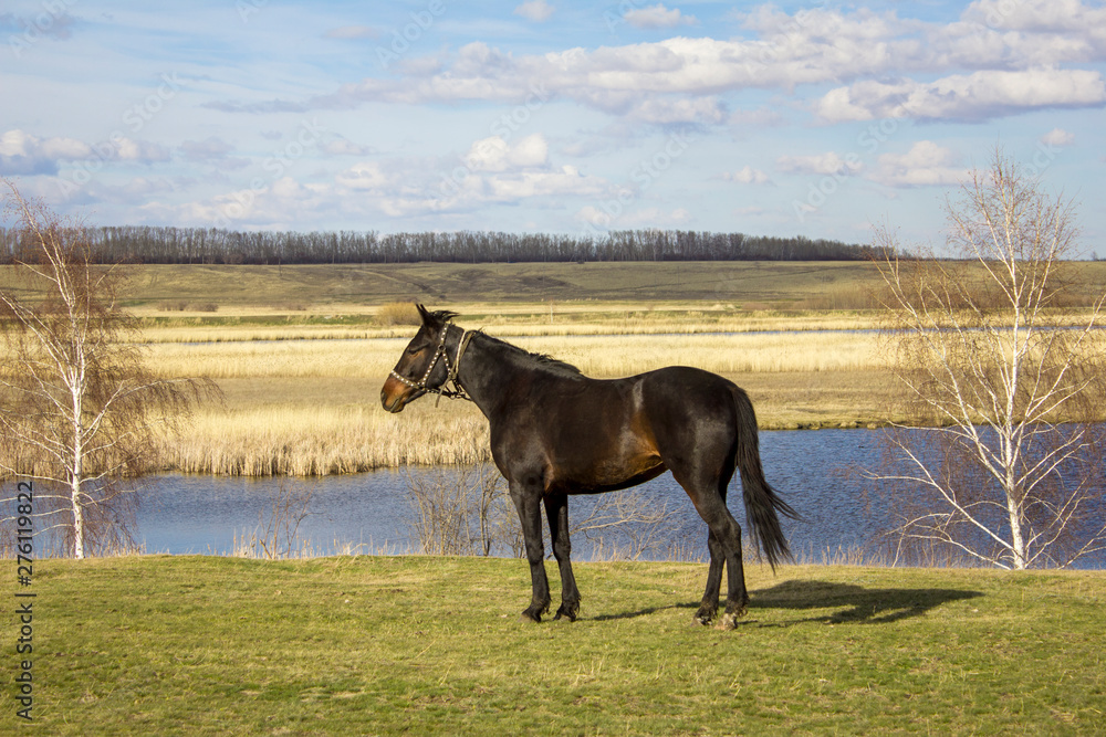 brown horse closeup on a green spring meadow against the backdrop of a valley with a river and dry reeds under a blue sky