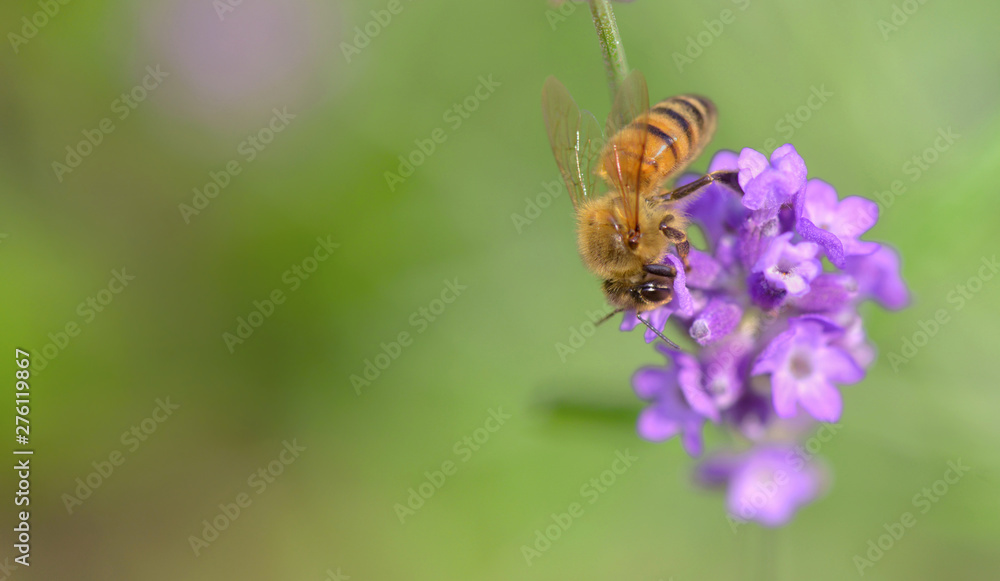 close on a honey bee on lavender flower on green background close on a honey bee on lavender flower on green background