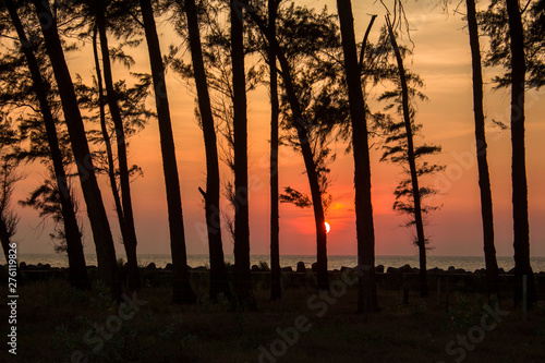 evening forest, dark silhouettes of coniferous trees against the background of the ocean promenade with tetrapods under a bright orange red sunset sky with the sun