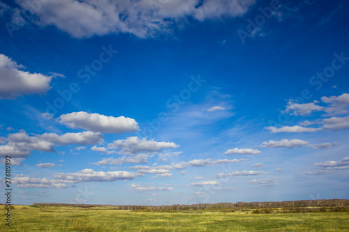 bright summer yellow green field under a blue sky with white clouds