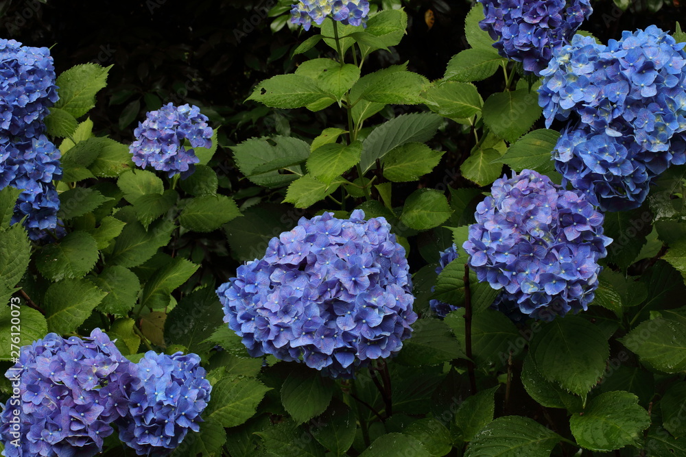 紫陽花