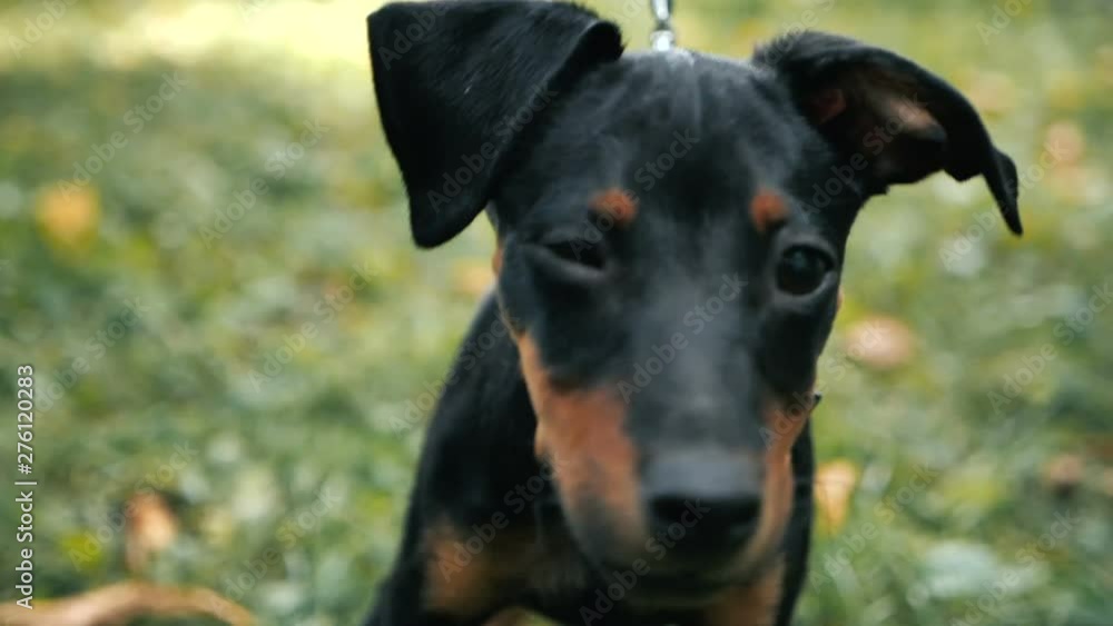 Portrait of Cute german pinscher dog looking at the camera outdoor on the grass in slowmotion Portrait of Cute german pinscher dog looking at the camera outdoor on the grass in slowmotion