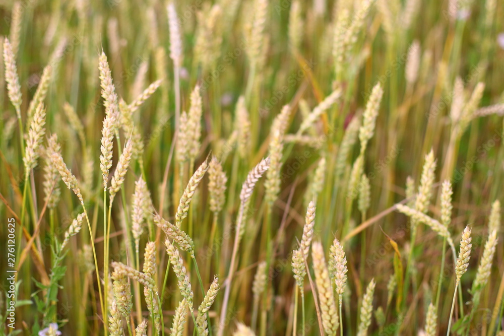 A golden field of wheat and a sunny day. The ear is ready for a wheat harvest close-up, illuminated by sunlight, against the sky. Soft focus. the space of sunlight on the horizon. Idea concept is rich A golden field of wheat and a sunny day. The ear is ready for a wheat harvest close-up, illuminated by sunlight, against the sky. Soft focus. the space of sunlight on the horizon. Idea concept is rich