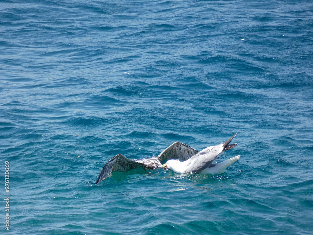 Fototapeta premium Lucha a muerte, una gaviota adulta lucha y mata a otra gaviota más joven; lucha cruel y sin piedad