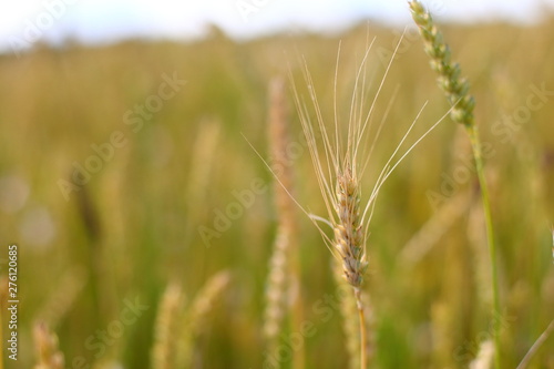 A golden field of wheat and a sunny day. The ear is ready for a wheat harvest close-up  illuminated by sunlight  against the sky. Soft focus. the space of sunlight on the horizon. Idea concept is rich