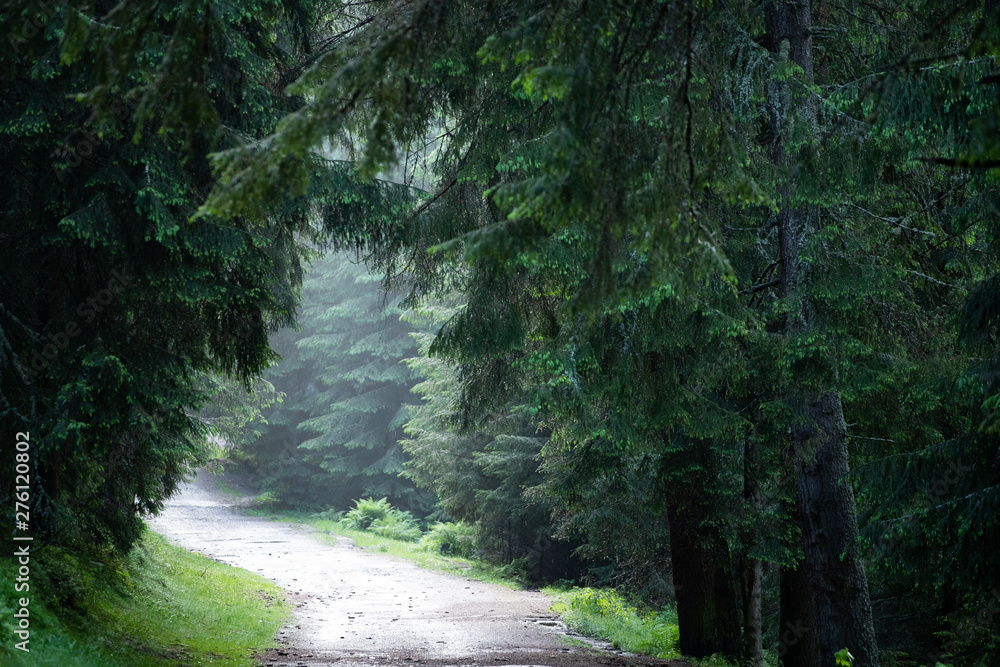 Fototapeta premium Sun shining over forest lane. Country road, path through pine forest.