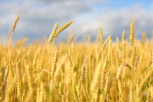 A golden field of wheat and a sunny day. The ear is ready for a wheat harvest close-up, illuminated by sunlight, against the sky. Soft focus. the space of sunlight on the horizon. Idea concept is rich