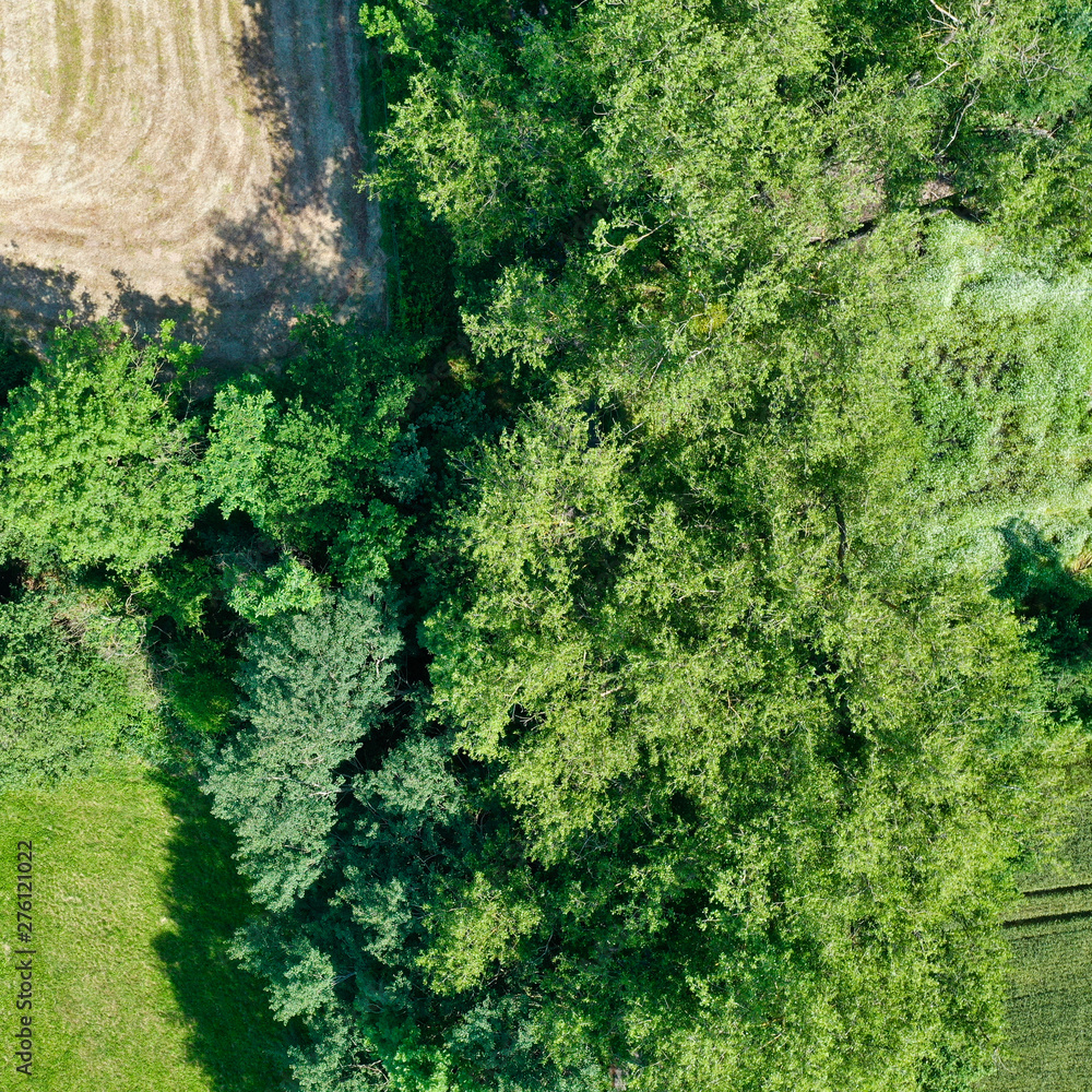 Aerial view from the vertical with bushes, trees and shrubs next to a meadow