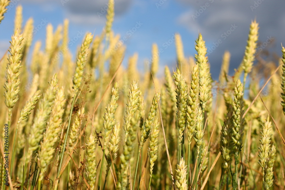 A golden field of wheat and a sunny day. The ear is ready for a wheat harvest close-up, illuminated by sunlight, against the sky. Soft focus. the space of sunlight on the horizon. Idea concept is rich A golden field of wheat and a sunny day. The ear is ready for a wheat harvest close-up, illuminated by sunlight, against the sky. Soft focus. the space of sunlight on the horizon. Idea concept is rich