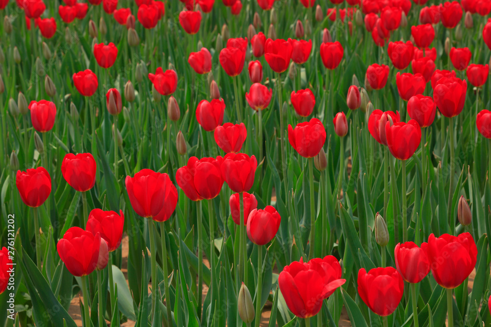 Tulips flowers in the garden Tulips flowers in the garden