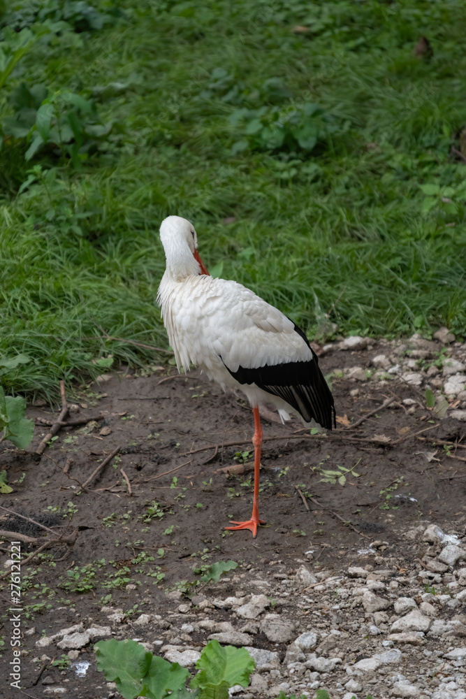 Fototapeta premium white stork (Ciconia ciconia) grooming itself in a field of green grass