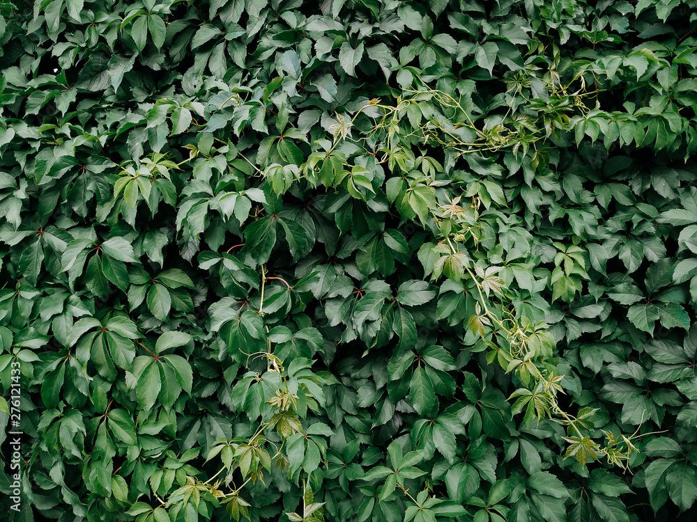 Many green ivy leaves. Nature background. Overcast weather. Wall. Many green ivy leaves. Nature background. Overcast weather. Wall.