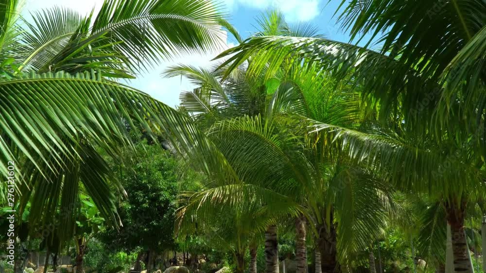 Foliage of palm trees against the blue sky. Point of view, the first perspective of the person walking in the park. Foliage of palm trees against the blue sky. Point of view, the first perspective of the person walking in the park.