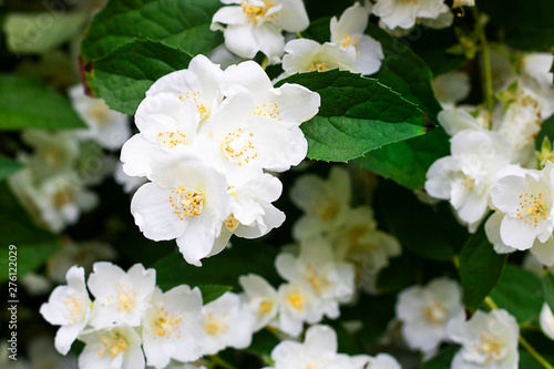 White flowers of jasmine with green leaves, Three in focus. Spring and summer background or wallpaper for gardening, plants and hobby. Horizontal