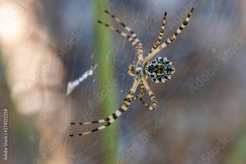 Spider weaving his cloth to hunt