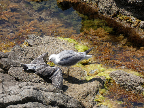 Dos gaviotas luchando a muerte sin compasión con mucha violencia, la gaviota  adulta con más experiencia va a ser la ganadora de esta cruel batalla. La Gaviota joven tiene las alas de color Pardo photo