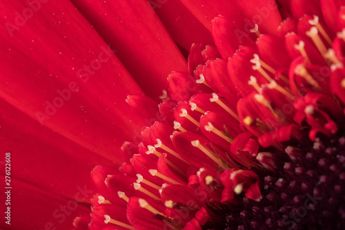 Red macro flower plant nature