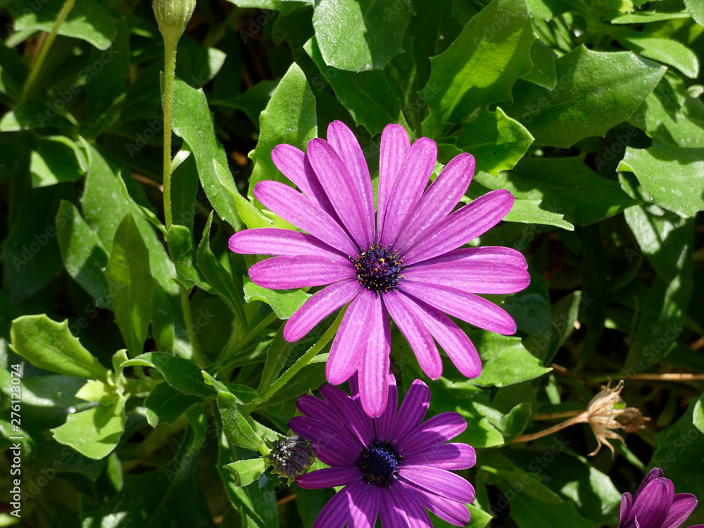 Bonitas flores de jardín con sus intensos colores que atraen a los insectos para facilitrar la polinización Bonitas flores de jardín con sus intensos colores que atraen a los insectos para facilitrar la polinización
