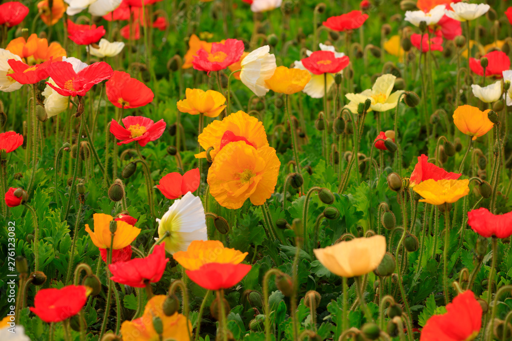 Fototapeta premium Corn poppy flowers