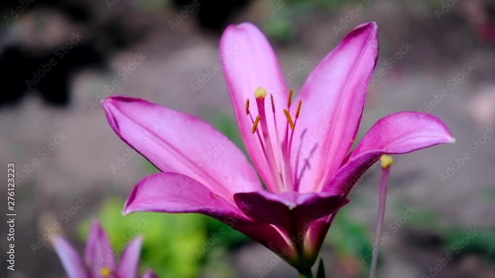 blooming purple lily in the garden blooming purple lily in the garden