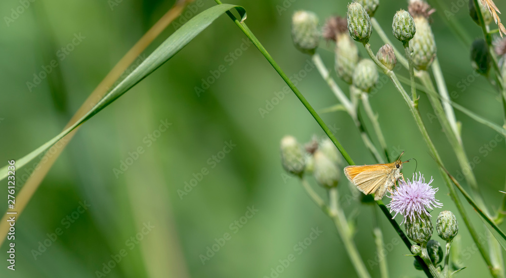 Little butterfly sits on a blossom in front of green blurred background Little butterfly sits on a blossom in front of green blurred background