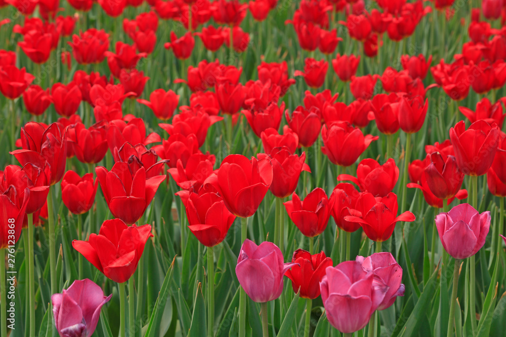 Fototapeta premium Tulips flowers in the garden