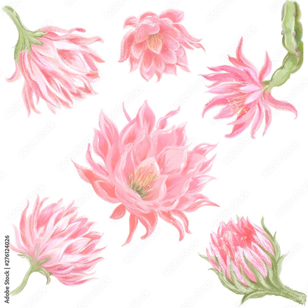 Tropical cactus pink flowers. Dragon fruit flowers. Exotic flowers set. Hand drawn on white isolated