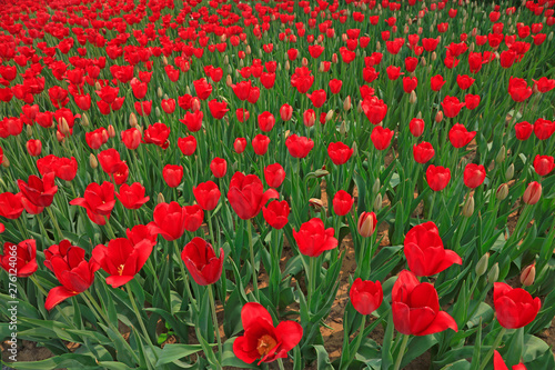 Tulips flowers in the garden