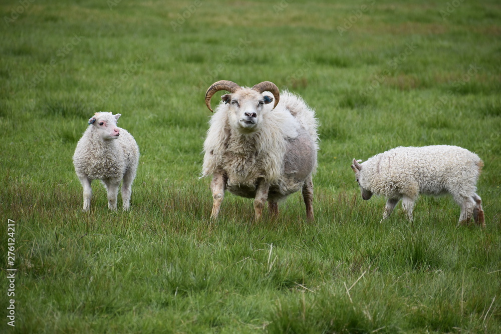 Icelandic sheep standing in green grass in Iceland Icelandic sheep standing in green grass in Iceland